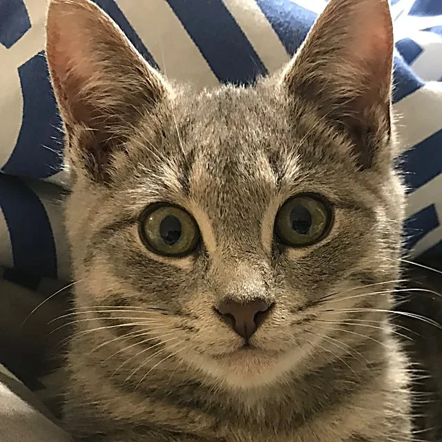 Simba, the Fisco office cat