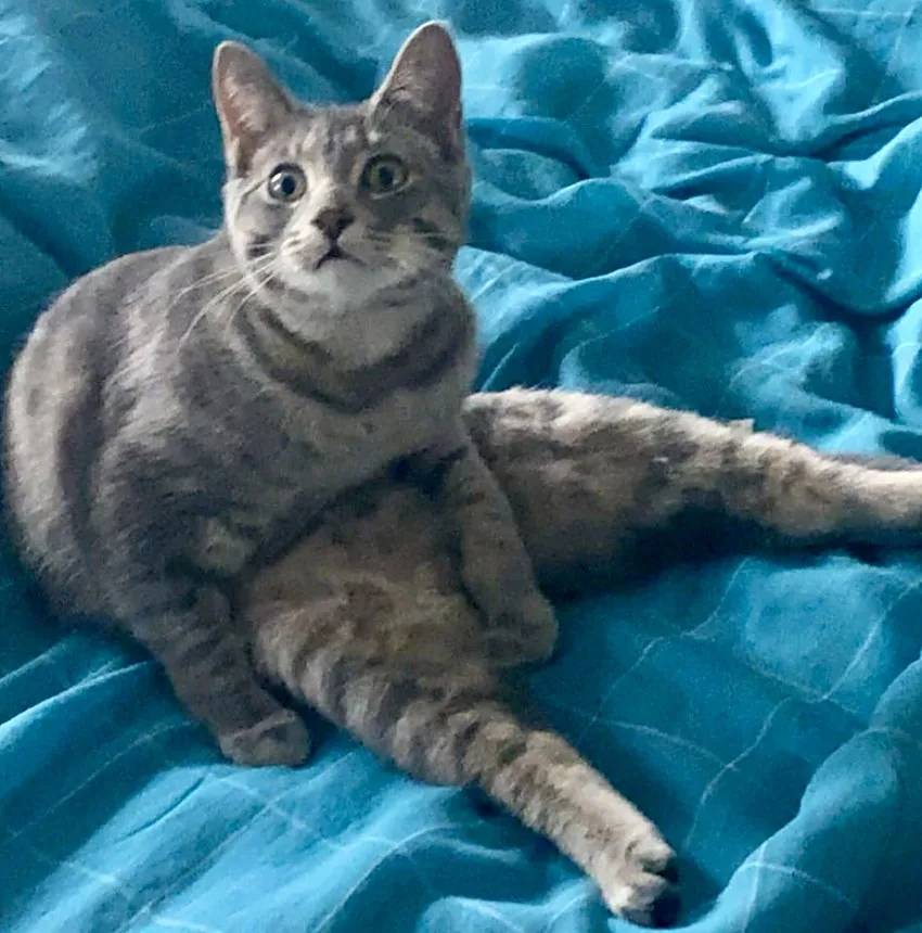Simba conducting a thorough review from the comfort of a blanket